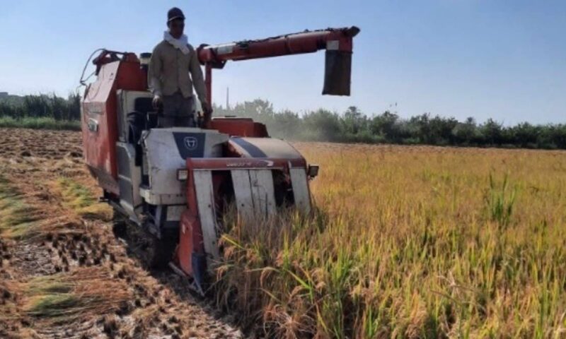 توقعات بموسم قياسي لإنتاج الأرز في مصر والأسعار تهبط مع بداية الحصاد