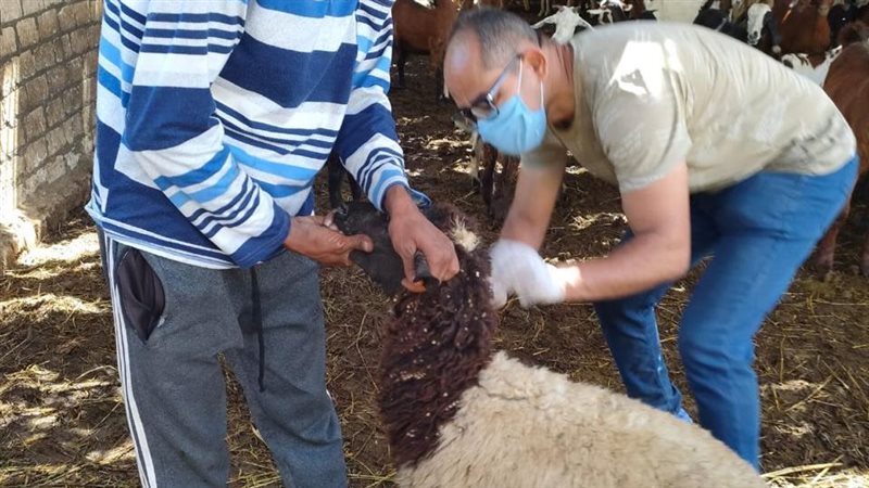 «الزراعة»: فحص أكثر من 80 ألف رأس ماشية للكشف عن البروسيلا والسل