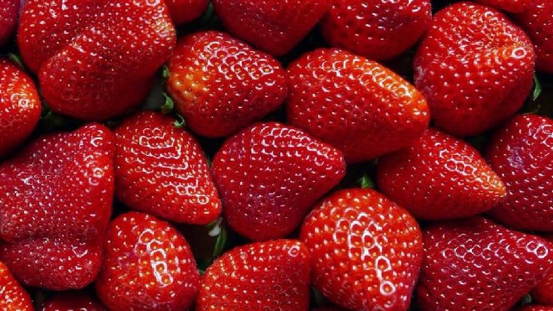مصر الأولى عالميا في تصدير الفراولة المجمدة.. صادرات قياسية خلال 2025