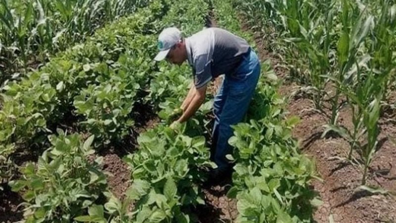 بعد انكسار الموجة الحارة، خبير زراعي ينصح الفلاحين بمراقبة المحاصيل لمدة 3 أيام