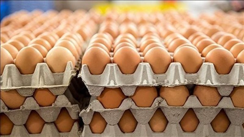 سعر كرتونة البيض اليوم السبت في بورصة الدواجن