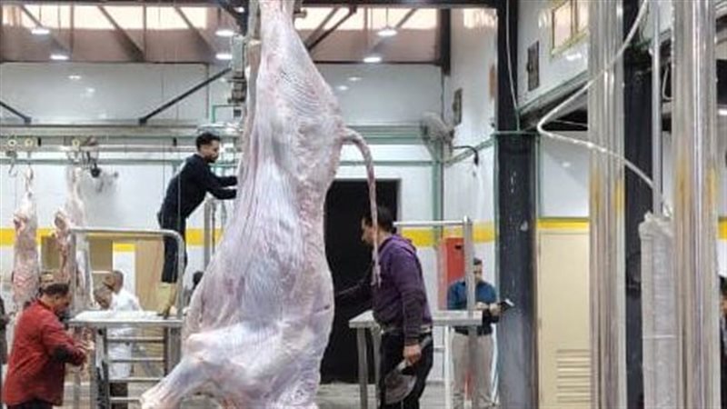 التنمية المحلية: تحويل 33 مجزرًا حكوميًا من العمل اليدوي إلى النظام نصف الآلي