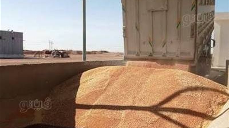 محافظ أسوان: توريد 532 ألفا و836 طن قمح خلال موسم الحصاد الحالى