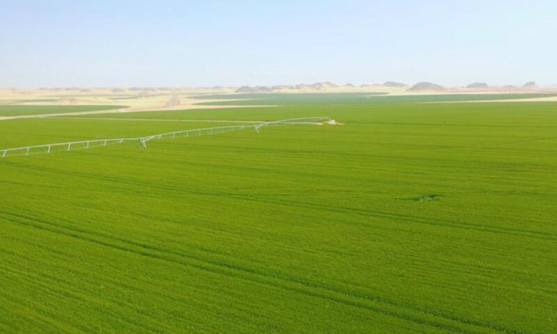 إقبال كبير من المغتربين على مبادرة “مزرعتك في مصر”
