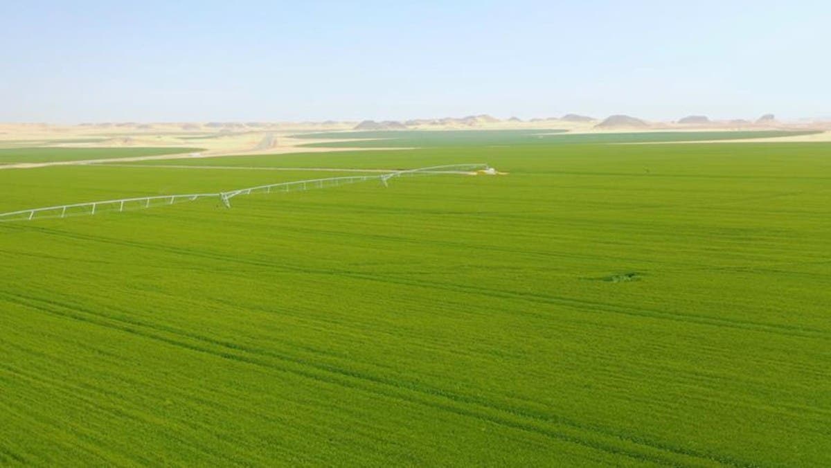 إقبال كبير من المغتربين على مبادرة “مزرعتك في مصر”
