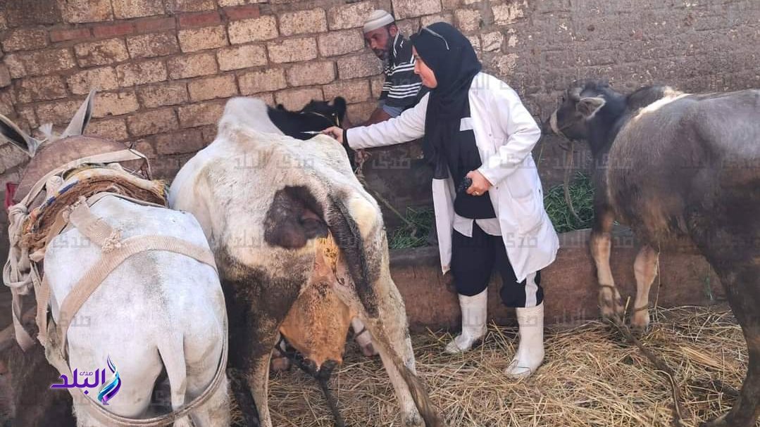 بيطري الغربية: تحصين 56 ألف رأس ماشية ضد الحمى القلاعية والوادي المتصدع