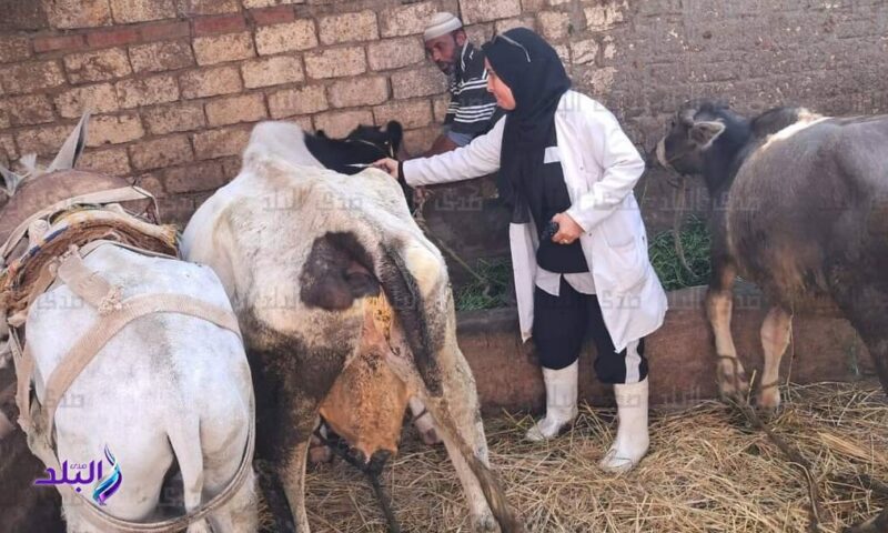 بيطري الغربية يعلن تحصين تحصين 287 ألف و717 من رؤوس الماشية