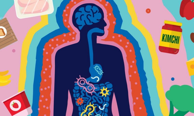 دراسة تكشف علاقة مفاجئة بين بكتيريا الأمعاء والذكاء