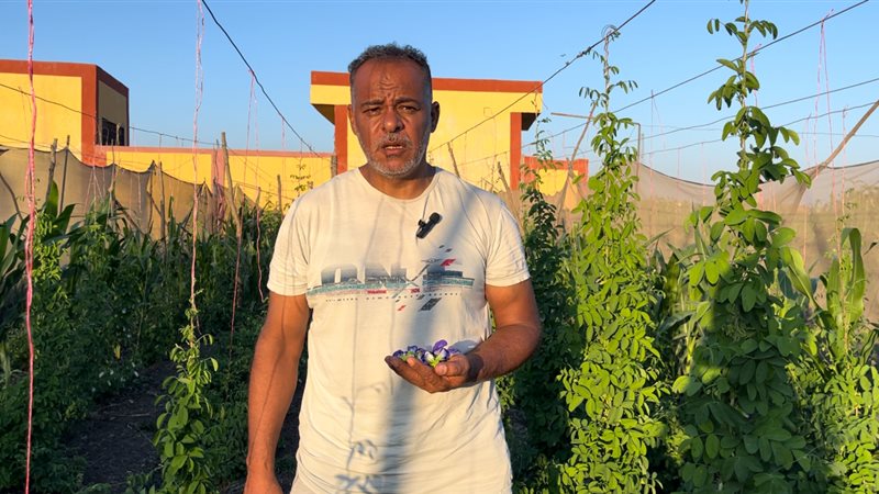 يعالج الشيخوخة وسعره يصل لـ 6 آلاف جنيه، مهندس بالبحيرة ينجح في زراعة الشاي الأزرق النادر (فيديو وصور)