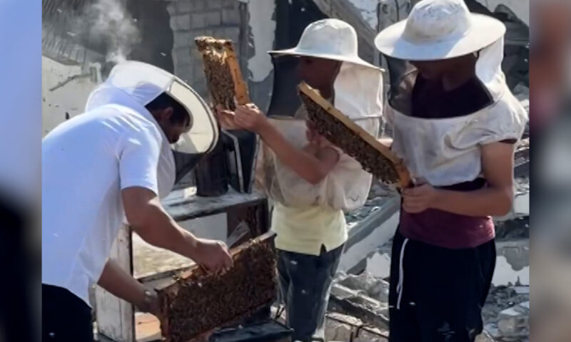 شاهد ما يواجهه مربّو النحل في غزة بظل استمرار معاناة القطاع وسط القيود الإسرائيلية