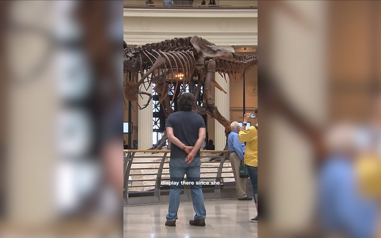 قابلوا “سو”.. هيكل ديناصور “تي ركس” اكتُشف قبل 36 عامًا
