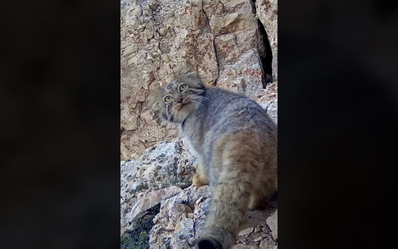 السنّور المغولي.. لقطات نادرة لقط خجول وغامض أمام الكاميرا