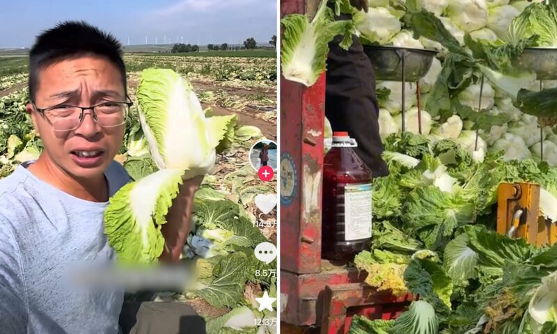 “مادة مسرطنة” لإبقاء الملفوف طازجًا.. فيديو يثير الغضب في الصين