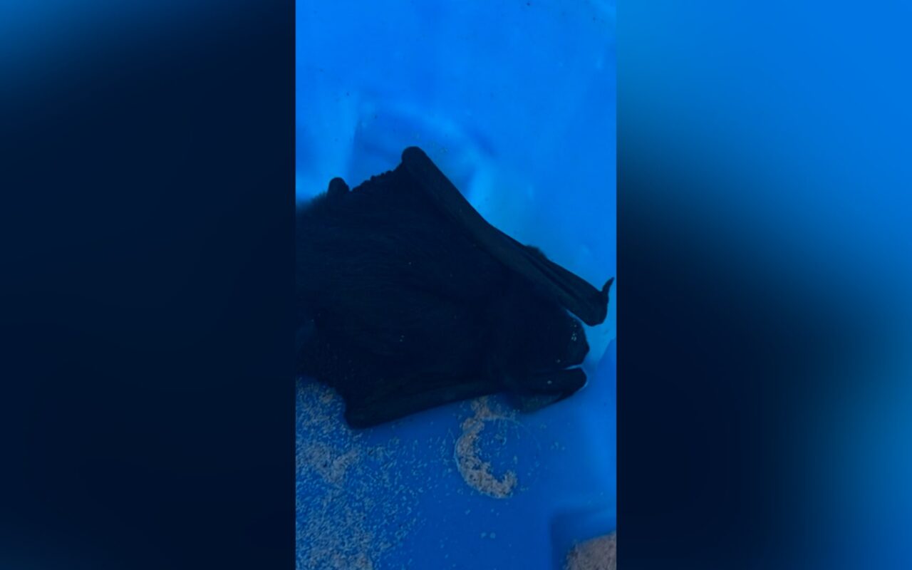 استيقظت لتجد خفاشاً يحاول الدخول إلى فمها.. طبيبة تروي لحظات مرعبة