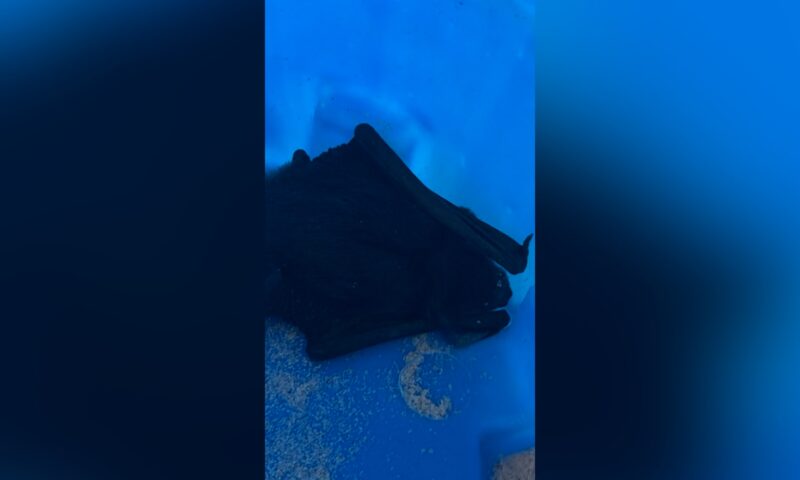استيقظت لتجد خفاشاً يحاول الدخول إلى فمها.. طبيبة تروي لحظات مرعبة