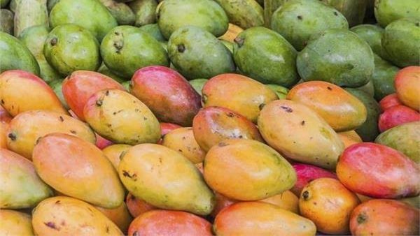 رغم ذروة الموسم.. لماذا تواصل أسعار المانجو الارتفاع؟