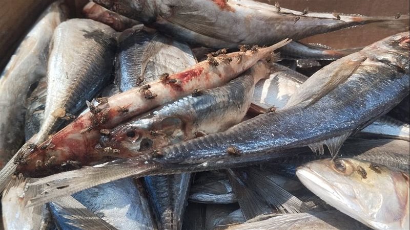 ضبط أطنان من المواد الغذائية الفاسدة ومجهولة المصدر خلال حملة بالإسماعيلية