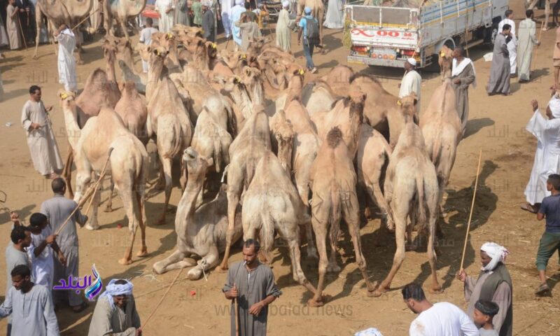 الإبل كلمة السر لإنقاذ اللحوم الحمراء؟.. نقيب الفلاحين يكشف التفاصيل