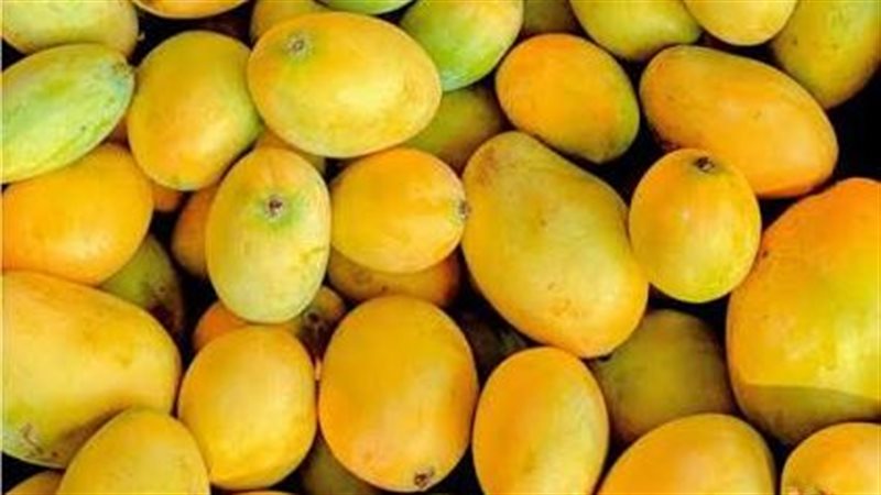 تفسير رؤية المانجو الصفراء في المنام وعلاقتها بتحسن الأحوال الإقتصادية