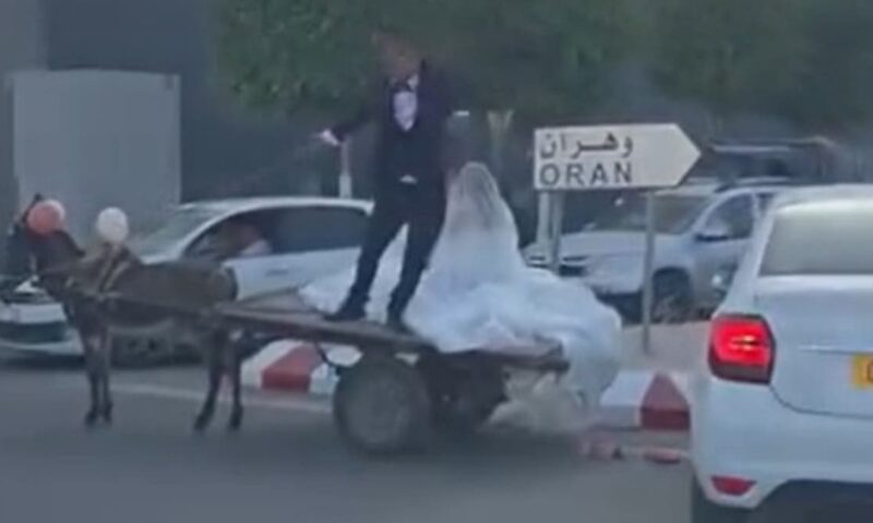 الجزائر.. فيديو لعريس ينقل عروسه بحمار يفتح الجدل حول تكاليف الأعراس