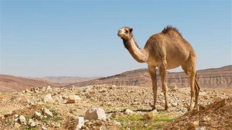 تفسير رؤية الجمل في المنام وعلاقتها بتولي منصب مهم