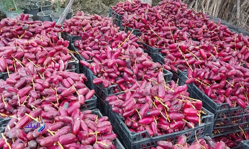 ماذا يحدث لجسمك عند تناول البلح؟