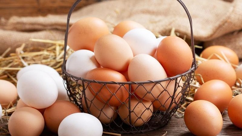 تسمم البيض، هل يحتوي على السالمونيلا؟ أخصائي تغذية يجيب