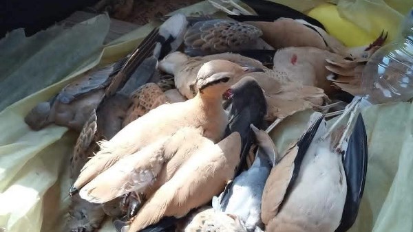 استخراج تصاريح صيد الطيور المهاجرة في مرسى مطروح.. الشروط ومواعيد التقديم