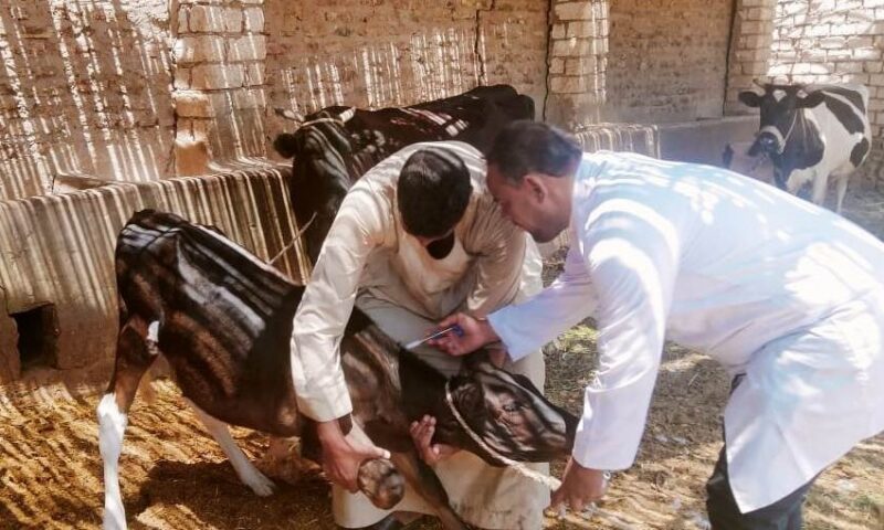 العيادة قد تُغلق .. ماذا يقول القانون عن مخالفات مزاولة الطب البيطري؟