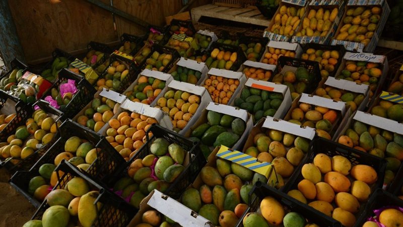 أسعار المانجو اليوم، زينة الفواكه تصالح المصريين بانخفاض كبير في 4 أنواع شهيرة