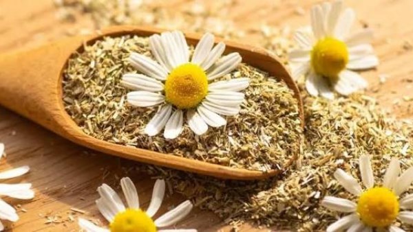 فوائد مشروب البابونج .. 8 أسباب لأفضل مشروب طبيعي لصحتك