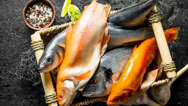 العراق تعزز الغذاء بإطلاق 155 مليون سمكة.. وتحذيرات من تهديد «السلور الأفريقي»