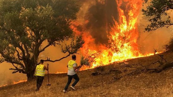 الأزهر ومفتي الجمهورية يعزيان الجزائر في ضحايا حرائق الغابات ويدعوان لرفع البلاء عن شعبها الشقيق