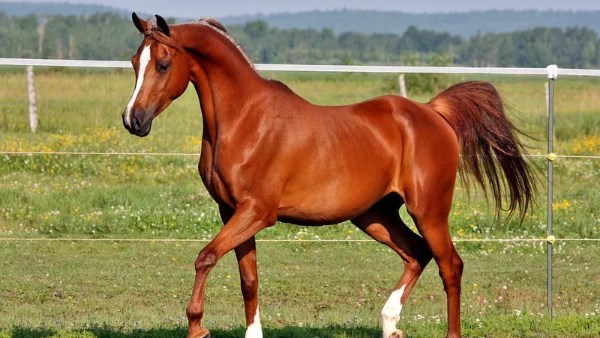 هل عمل مسابقات للخيل حرام شرعا؟.. الإفتاء توضح