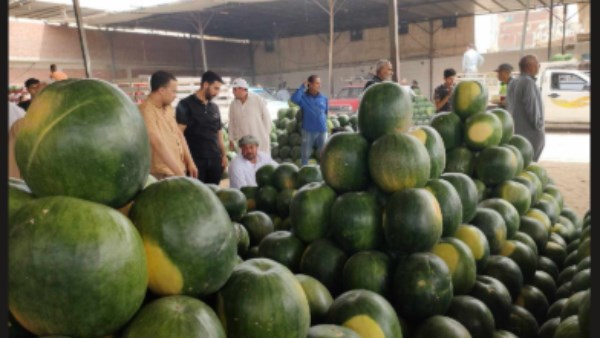 لماذا يسبب الإفراط في تناول البطيخ اضطرابات بالجهاز الهضمي؟.. فيديو