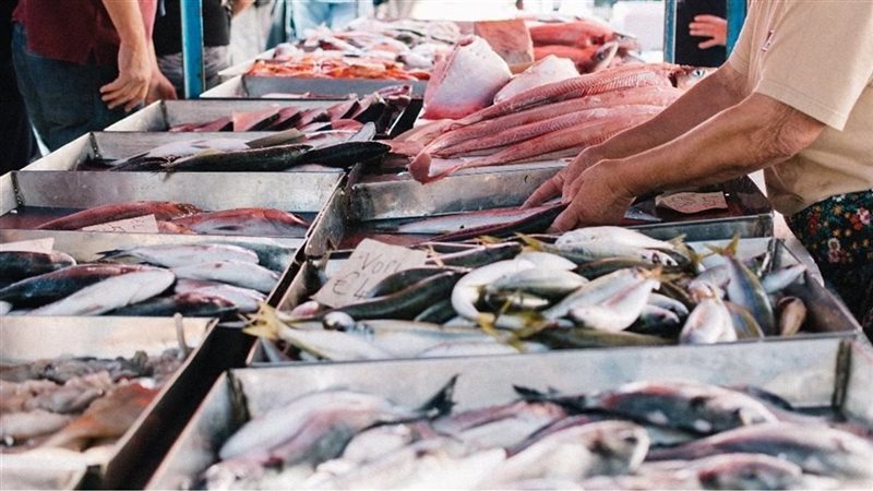 أسعار السمك اليوم، البلطي يسجل 63 جنيها وقفزة في 4 أنواع منها البوري والمكرونة