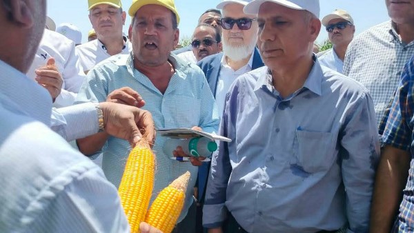 الزراعة تُطلق فعاليات يوم الحقل السنوي للذرة والأرز بسخا