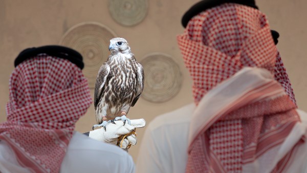 افتتاح المزاد الدولي لمزارع إنتاج الصقور 2026 بالسعودية