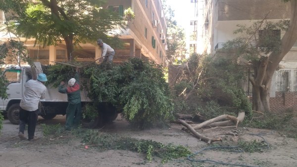 الهيئة العامة للنظافة بالجيزة تقلم الأشجار شديدة الخطورة في الدقي