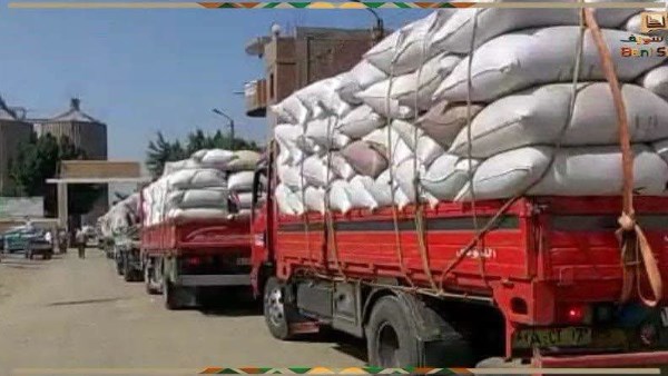 استلام 354 ألف طن من الأقماح المحلية منذ بداية موسم التوريد في بني سويف