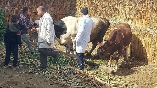 تحذير عاجل من “الزراعة”.. 16 إجراءً لحماية الماشية والدواجن من الموجة الحارة