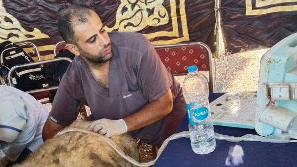 أسيوط.. تسليم 133 رأسًا من الأغنام والماعز لـ64 أسرة بالفتح