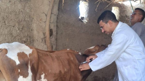 غدا .. انطلاق حملة تحصين الماشية ضد الحمى القلاعية والوادي المتصدع بقنا