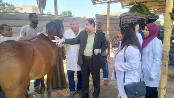 بالتعاون مع جمعية بروك.. حملة لـ بيطري الأقصر لفحص خيول الحناطير