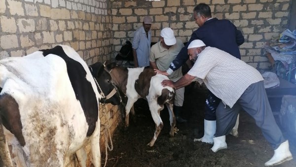 انطلاق حملة تحصين الماشية ضد الحمى في الأقصر.. السبت