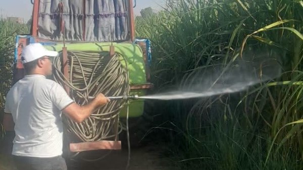 حملة في الأقصر لمواجهة إصابة زراعات القصب بالحشرة القشرية الرخوة| صور