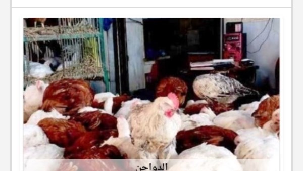 أسعار الدواجن في أسوان اليوم السبت 1-8-2026