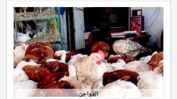 أسعار الدواجن في أسوان اليوم الجمعة 7-8-2026