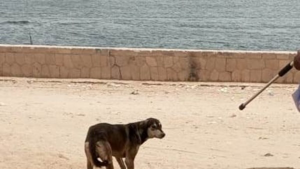 فى أسوان .. تكثيف الحملات للتعامل مع الكلاب الحرة بأسلوب علمى وإنساني والحد من انتشار مرض السعار
