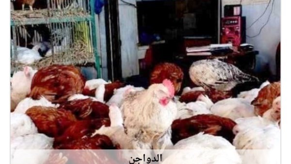 أسعار الدواجن في أسوان اليوم الجمعة 14-8-2026